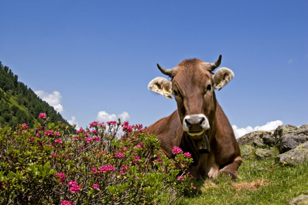 Bild-Nr: 11221542 Kuh mit Alpenrosen Erstellt von: EderHans
