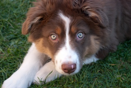 Bild-Nr: 11223276 Australian Shepherd Erstellt von: NatalieJahnel