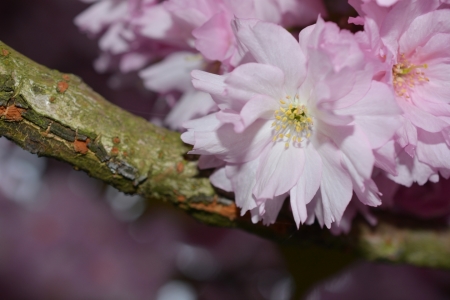 Bild-Nr: 11223432 Japanische Kirschblüte Erstellt von: Bettina Schnittert