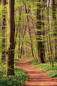 Bild-Nr: 11223946 Frühlingswald Erstellt von: Renate Knapp