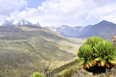 Bild-Nr: 11224320 Tal am Mount Kenia mit Senezie Erstellt von: KundenNr-160338