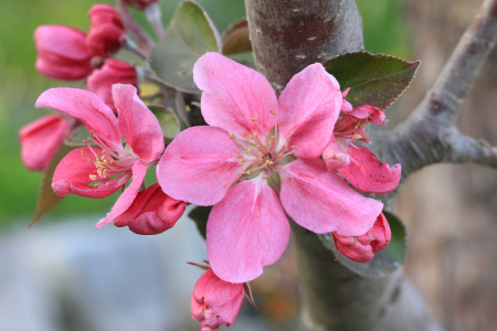 Bild-Nr: 11225468 rosa Zierapfelblüte Erstellt von: SusaZoom