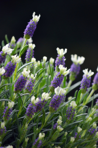 Bild-Nr: 11225996 Lavendel  Erstellt von: albatross