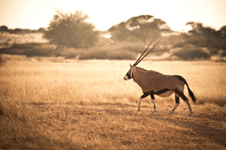 Bild-Nr: 11226406 Oryx Erstellt von: janschuler