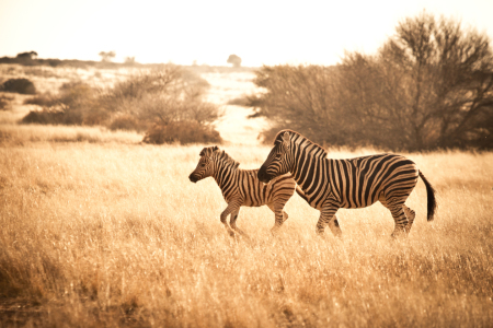 Bild-Nr: 11226420 Zebrafamilie Erstellt von: janschuler