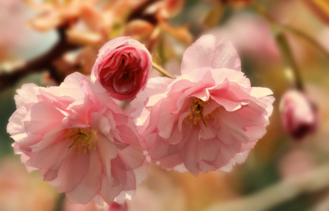 Bild-Nr: 11227524 Frühling Erstellt von: Atteloi