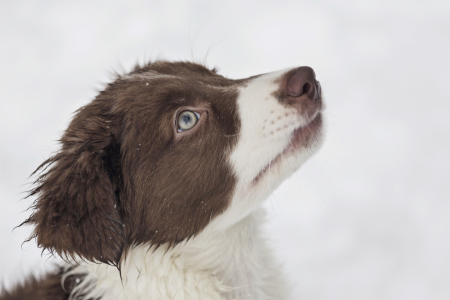 Bild-Nr: 11231394 Bordercollieportrait im Schnee Erstellt von: EderHans