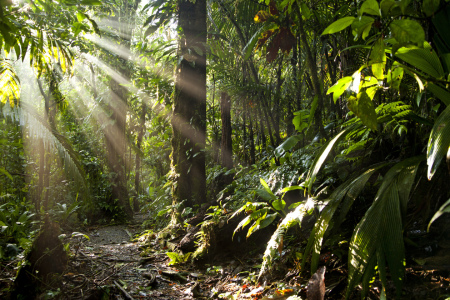 Bild-Nr: 11233038 Lichtstrahlen im Dschungel Erstellt von: reisefoto