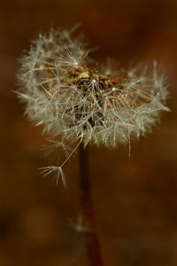 Bild-Nr: 11234734 Pusteblume Erstellt von: Heike  Hultsch