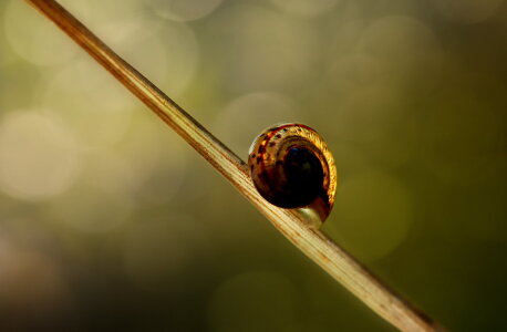 Bild-Nr: 11235804 Schnecke Erstellt von: Heike  Hultsch