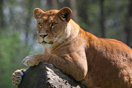 Bild-Nr: 11236538 Löwe Erstellt von: FotoDeHRO