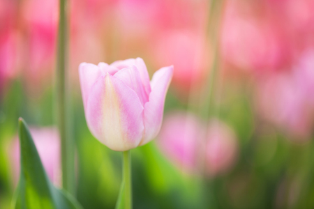 Bild-Nr: 11238540 Tulpe - Inbegriff für den Frühling Erstellt von: Marita Kuhlmann