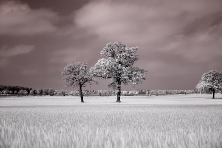 Bild-Nr: 11239026 Bäume auf dem Feld - Infrarot-Fotografie Erstellt von: Heike Langenkamp