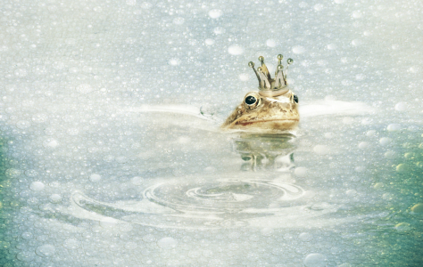 Bild-Nr: 11239354 Der Froschkönig im Schneeregen Erstellt von: Heike  Hultsch