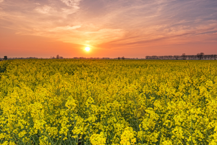 Bild-Nr: 11240764 Sonnenuntergang im Rapsfeld Erstellt von: Nordbilder