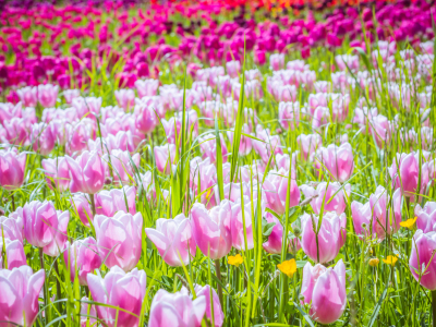 Bild-Nr: 11241778 Mainau Tulpen 2 Erstellt von: Johann Oswald