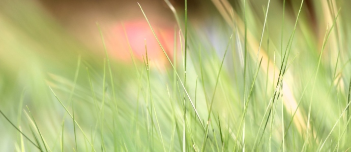 Bild-Nr: 11241892 Grasgeflüster Erstellt von: Ivonne Wentzler