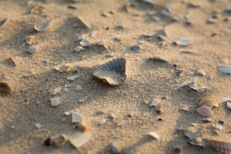 Bild-Nr: 11242030 Sandschönheiten Erstellt von: ReichderNatur