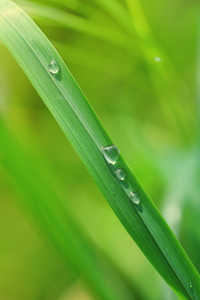 Bild-Nr: 11244732 Wassertropfen Erstellt von: Stefan Mosert