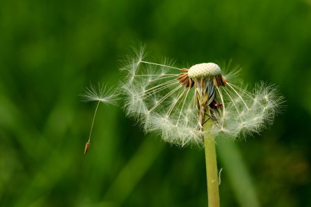 Bild-Nr: 11244768 Pusteblume Erstellt von: Heike Hultsch