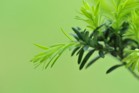 Bild-Nr: 11245736 Fresh shoots of the yew-tree Erstellt von: O-Dobryanska