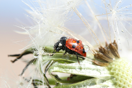 Bild-Nr: 11248558 Glückskäfer im Tropfenwunderland Erstellt von: Heike  Hultsch