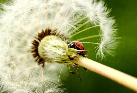 Bild-Nr: 11248818 Marienkäfer Erstellt von: Heike Hultsch