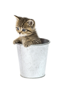 Bild-Nr: 11250092 Katzenbaby Erstellt von: HeschFoto