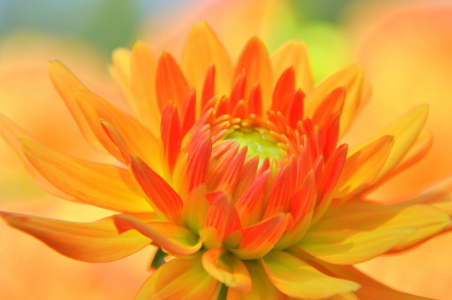 Bild-Nr: 11250750 Dahlia Erstellt von: GUGIGEI