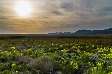Bild-Nr: 11251592 Fynbos Erstellt von: Bembix