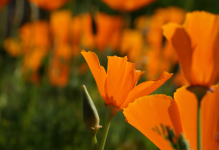 Bild-Nr: 11252500 Gelber Mohn Erstellt von: youhaveadream