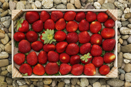 Bild-Nr: 11252906 Strawberries Erstellt von: Thomas Herzog