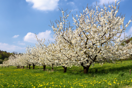 Bild-Nr: 11253558 Kirschblüte Erstellt von: TomKli