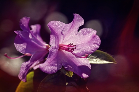 Bild-Nr: 11254450 Rhododendron Erstellt von: youhaveadream