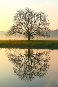 Bild-Nr: 11255100 Baum und Spiegelbild Erstellt von: falconer59