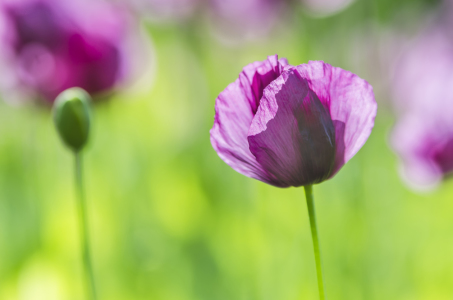 Bild-Nr: 11257260 Lila Mohnblüte. Erstellt von: Christian Krammer