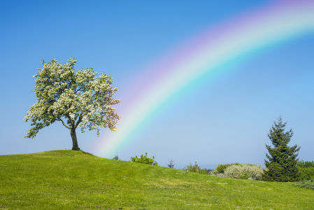 Bild-Nr: 11258050 Blühender Obstbaum mit Regenbogen  Erstellt von: Hans-Joachim Schneider