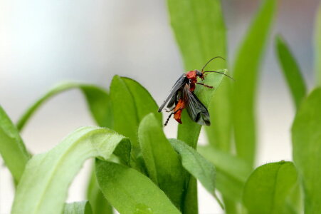 Bild-Nr: 11259754 Beetle Erstellt von: Heike Hultsch