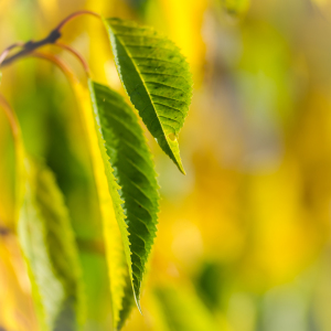 Bild-Nr: 11261166 Herbststimmung 8 Erstellt von: Richard-Young