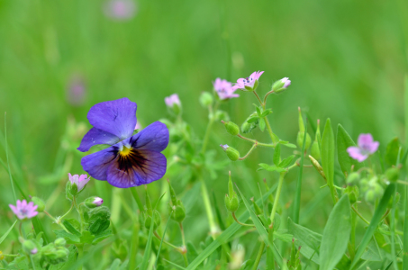 Bild-Nr: 11262528 Die Blumenwiese Erstellt von: Ostfriese