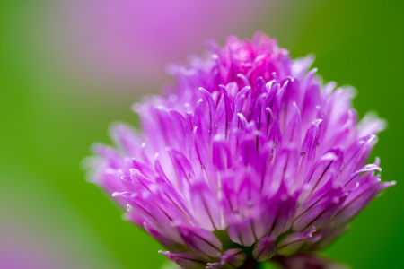 Bild-Nr: 11264642 Schnittlauch - allium Erstellt von: Richard-Young