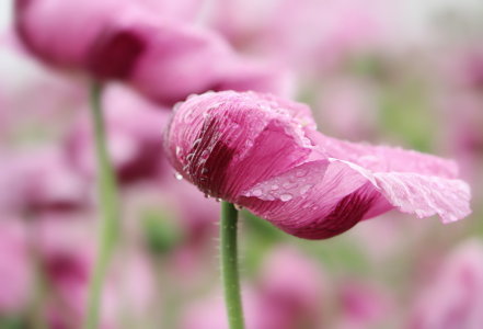 Bild-Nr: 11266182 Mohn Erstellt von: Heike  Hultsch