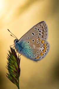 Bild-Nr: 11266450 Bläuling zur goldenen Stunde Erstellt von: Richard-Young