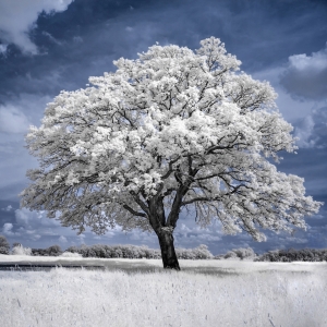 Bild-Nr: 11267944 Ein Baum - Infrarot-Fotografie Erstellt von: Heike Langenkamp