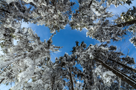 Bild-Nr: 11267986 Baumkronen im Winter Erstellt von: HeschFoto