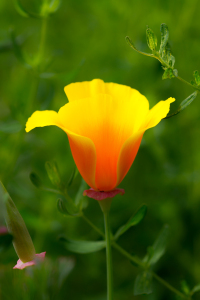 Bild-Nr: 11268646 Mohn  Erstellt von: Tex