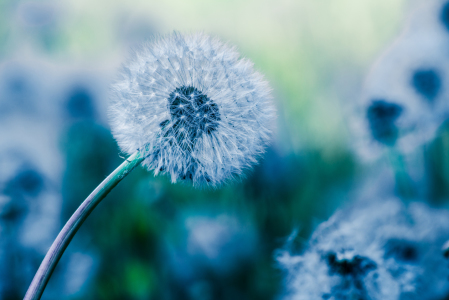 Bild-Nr: 11269940 Pusteblume Erstellt von: hannes cmarits