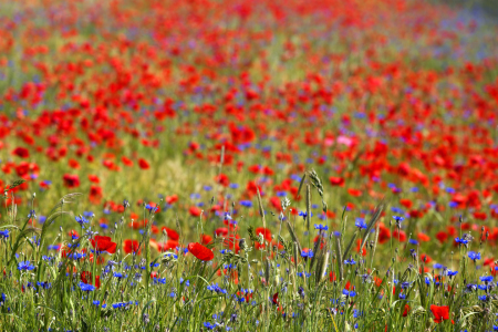 Bild-Nr: 11270290 Mohn Impressioklecksel Erstellt von: Thomas Herzog