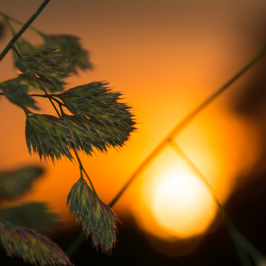 Bild-Nr: 11271268 In der Abendsonne Erstellt von: Richard-Young