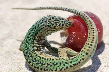 Bild-Nr: 11272026 Formentera Symbol Erstellt von: nicoleblick